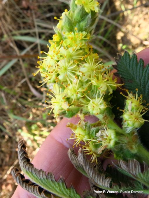 Leucosidea